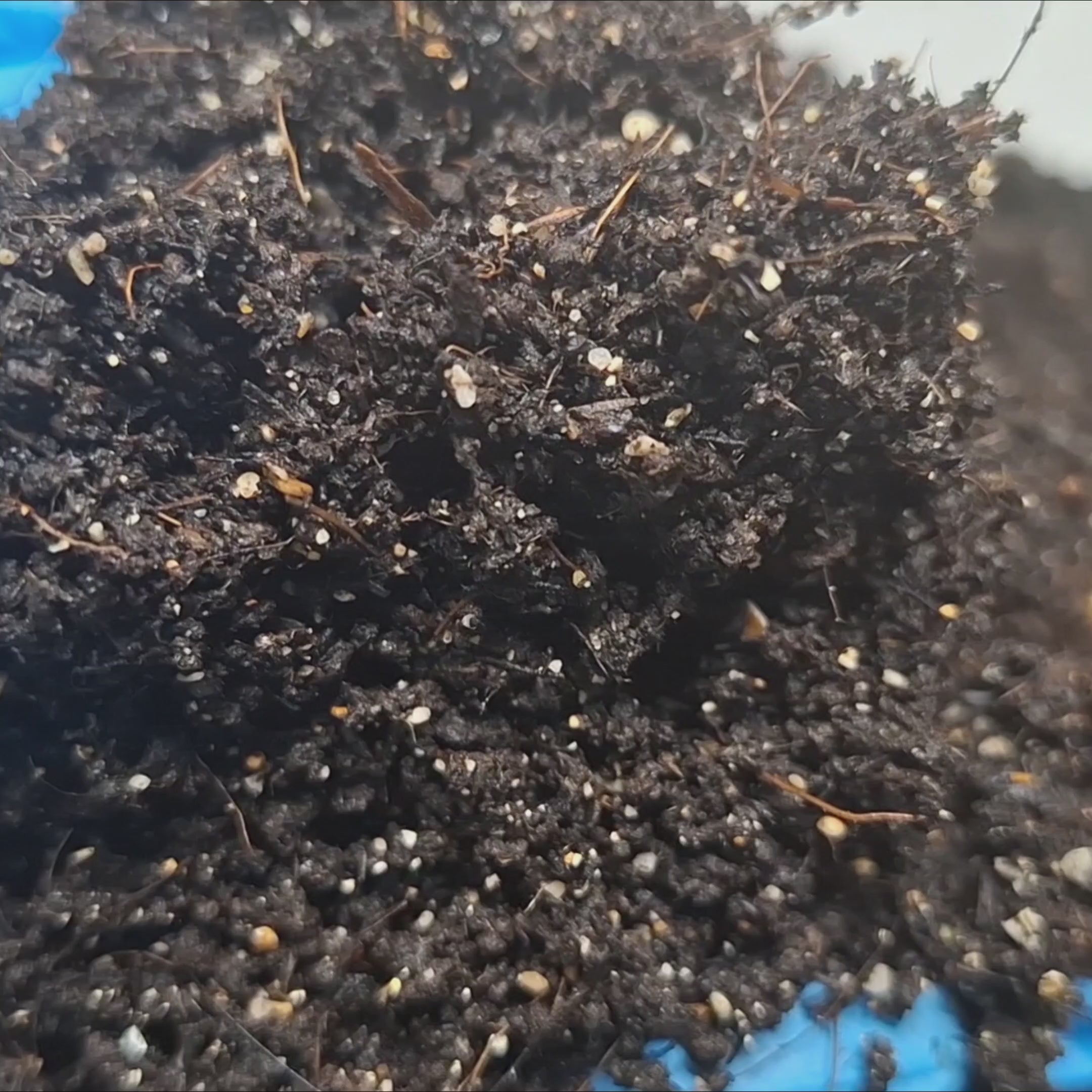 Ultimate Organic Cannabis Fertilizer